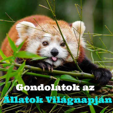 Gondolatok az Állatok Világnapján