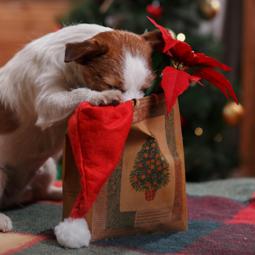 Ajándék kutyáknak Karácsonyra – 3+1 tuti tipp