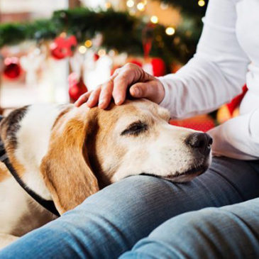 Kutyabarát Karácsony – Stresszmentes Ünnep kutyádnak is