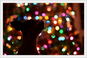Kutyabarát-Karácsony-Stresszmentes-ünnep-kutyádnak-is
